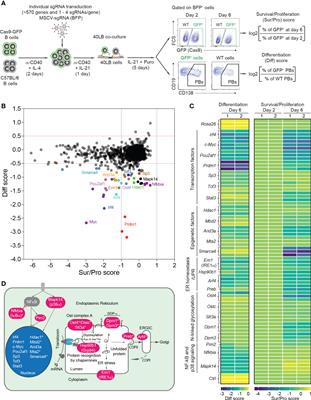 A CRISPR/Cas9-mediated screen identifies determinants of early plasma cell differentiation